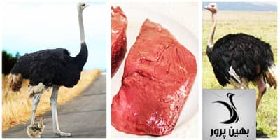 پادکست جابجایی و انتقال شترمرغ – قسمت دوم